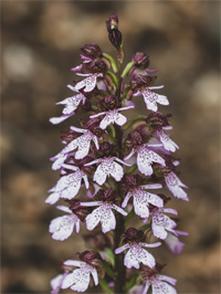 Orchis pourpre