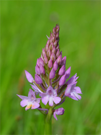 Orchis pyramidal