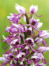 Orchis singe