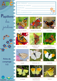 Papillons 1