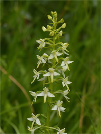 Platanthère à deux feuilles