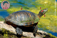 Tortue de Floride